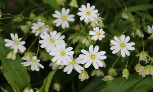 微信動態(tài)背景15秒視頻無水印英文